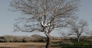 Carma-BG-Accompagnements-Compagne-perinatal-Pharmacienne-Holistique-Banner-Facebook